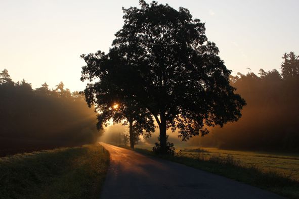 Bild Systemische Beratung-Titel Baum am Weg bei Sonnenaufgang